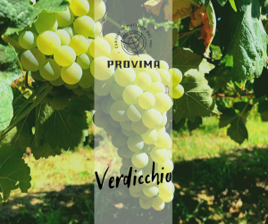 verdicchio di matelica